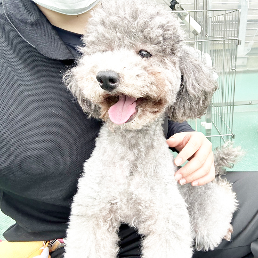 生徒が撮影したモデル犬写真①